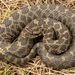 Massasauga - Photo (c) Benjamin Genter, all rights reserved