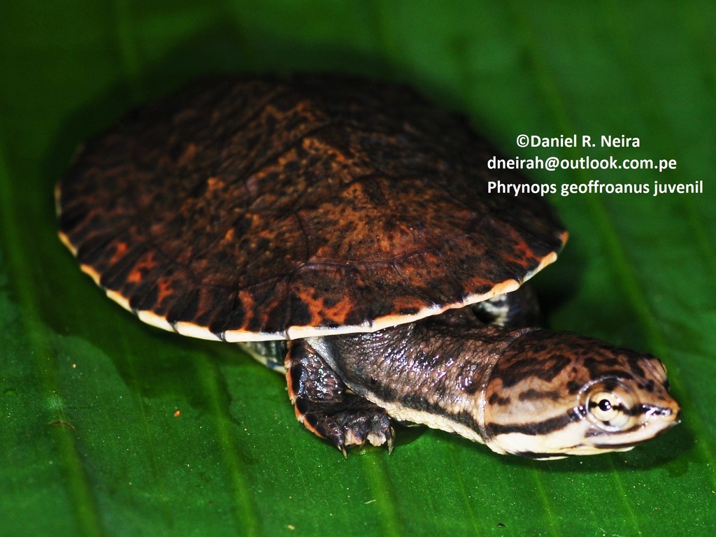 Geoffroy’s Side-necked Turtle from Reserva Ecologica Taricaya, Madre de ...