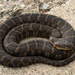 Common Watersnake - Photo (c) Benjamin Genter, all rights reserved