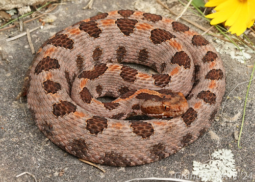 Pygmy Rattlesnake