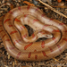 Lampropeltis rhombomaculata - Photo (c) Graham Howe，保留所有權利