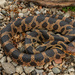 Pantherophis vulpinus - Photo (c) Benjamin Genter, kaikki oikeudet pidätetään