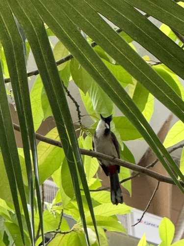 Red-whiskered Bulbul