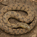 Diamondback Watersnake - Photo (c) Benjamin Genter, all rights reserved