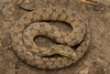 Diamondback Watersnake - Photo (c) Benjamin Genter, all rights reserved