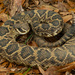 Eastern Diamondback Rattlesnake - Photo (c) Benjamin Genter, all rights reserved