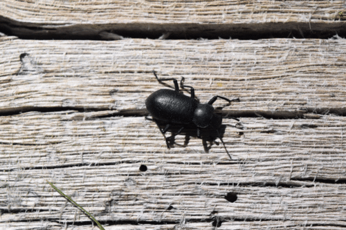 iNaturalist observation photo of Darkling Beetles