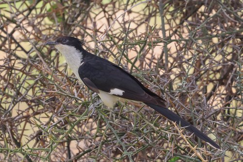 Pied Cuckoo