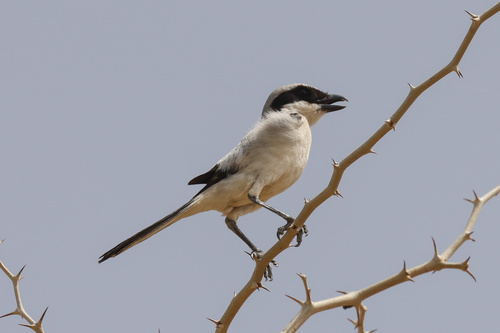 Great Gray Shrike