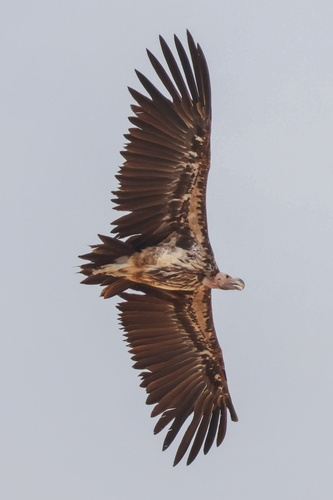 Lappet-faced Vulture