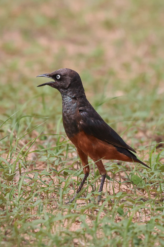 Chestnut-bellied Starling