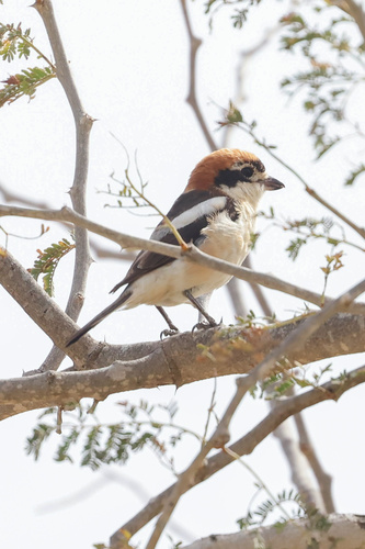 Woodchat Shrike