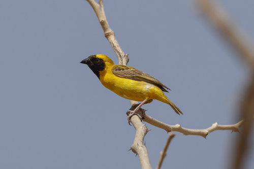 Little Weaver
