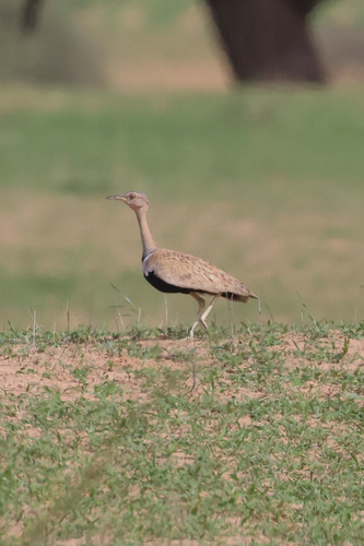 Savile's Bustard