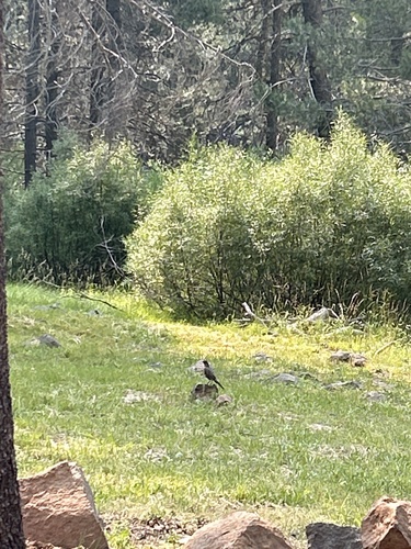 iNaturalist observation photo of American Robin
