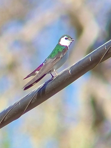iNaturalist observation photo of Violet-green Swallow