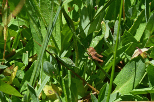 iNaturalist observation photo of Short-horned Grasshoppers