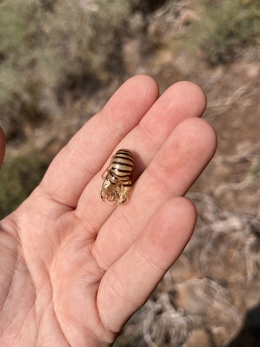 iNaturalist observation photo of Putnam's Cicada