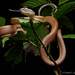 Black-headed Cat Snake - Photo (c) Chien Lee, all rights reserved, uploaded by Chien Lee