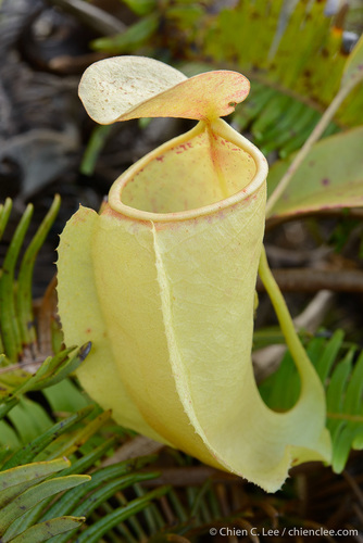 Nepenthes neoguineensis