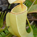 Nepenthes neoguineensis - Photo (c) Chien Lee, todos los derechos reservados, subido por Chien Lee