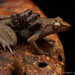 Horned Land Frog - Photo (c) Chien Lee, all rights reserved, uploaded by Chien Lee