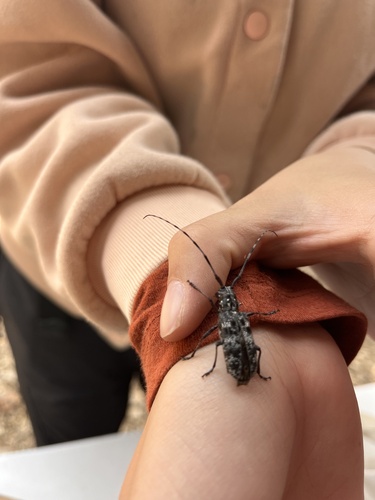 iNaturalist observation photo of White-spotted Sawyer