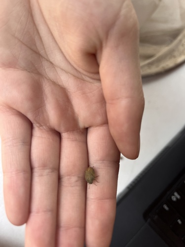 iNaturalist observation photo of Stink Bugs, Shield Bugs, and Allies