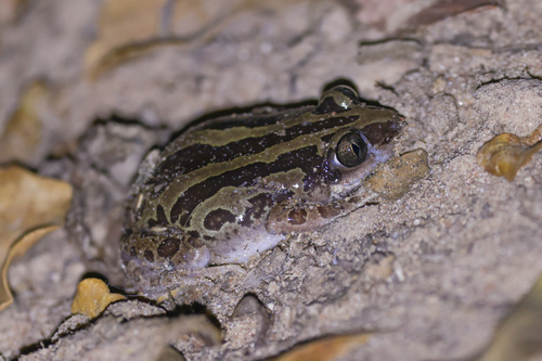 Senegal Running Frog