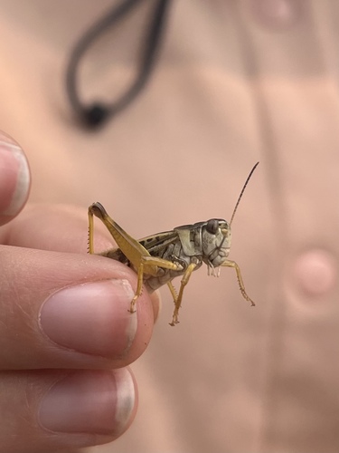 iNaturalist observation photo of Clear-winged Grasshopper