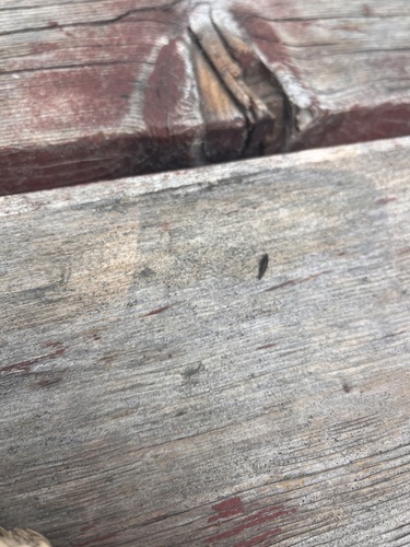 iNaturalist observation photo of Bristletails
