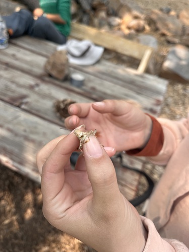 iNaturalist observation photo of Saussure's Blue-winged Grasshopper