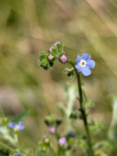 New Mexico Stickseed (Hackelia hirsuta)