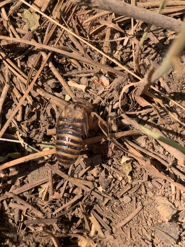 iNaturalist observation photo of Putnam's Cicada