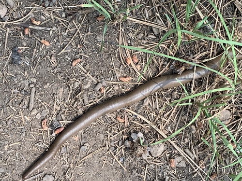 iNaturalist observation photo of Northern Rubber Boa