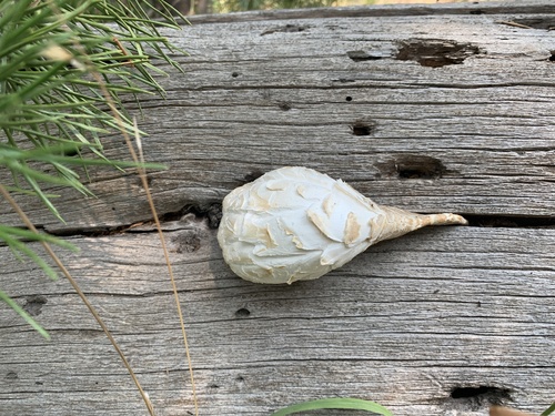 iNaturalist observation photo of Giant Sawgill