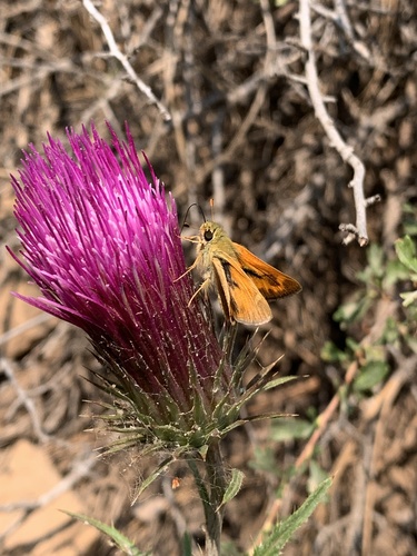 iNaturalist observation photo of Woodland Skipper