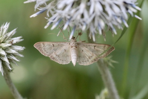 Dilgėlinis ugniukas nuotrauka