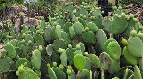 Tacinga inamoena