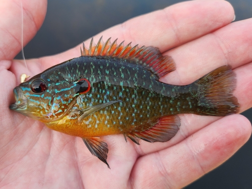 Northern Sunfish
