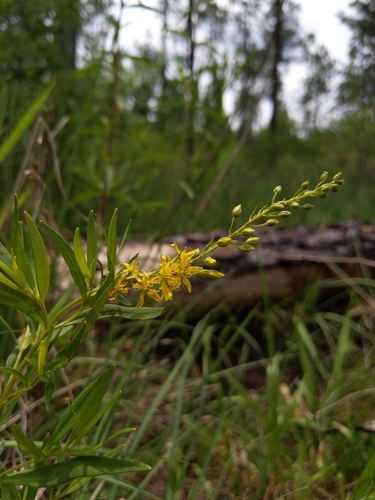 Loomis' yellow loosestrife (Lysimachia loomisii)