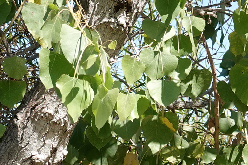 iNaturalist observation photo of Frémont Cottonwood