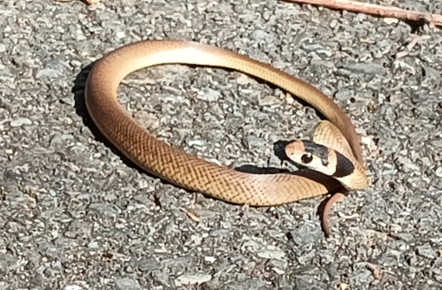 Eastern Brown Snake sighting