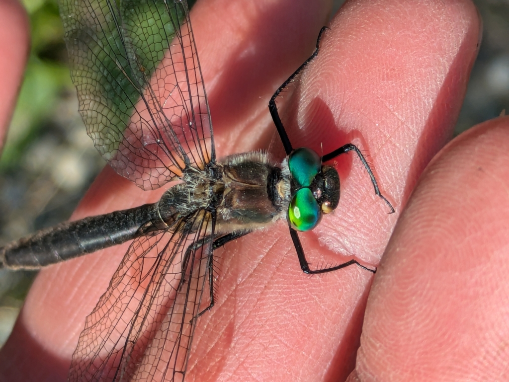 American emerald