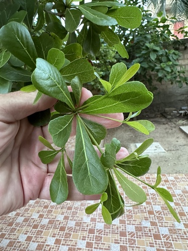Madagascar almond
