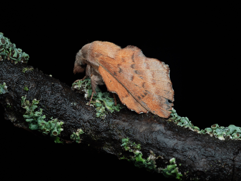 Moth Wi American Lappet Moth from Dane County, WI, USA on July 21, 2024 at 10: ...