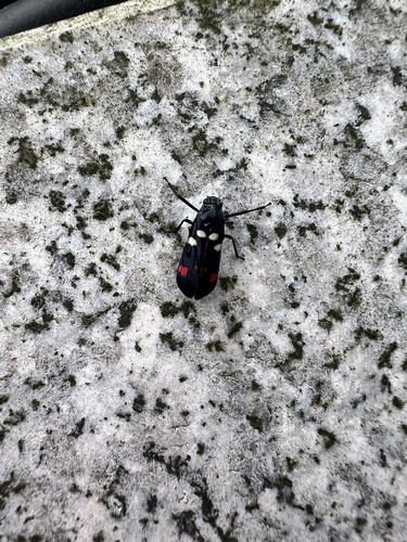 Sugarcane Spittlebug