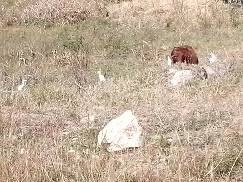 Western Cattle-Egret