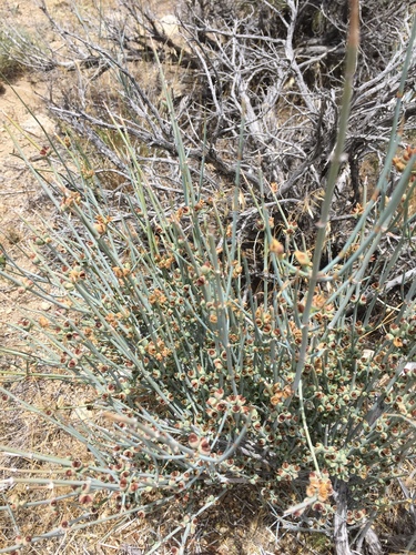 Nevada Jointfir