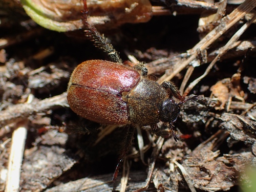 Grapevine Hoplia (Hoplia callipyge) · iNaturalist